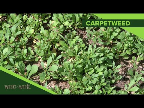 Video: Carpetweed In Lawns - Tips voor het verwijderen van Carpetweed-planten