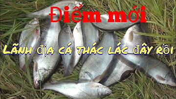 Câu cá , khám phá điểm mới rà trúng ổ cá thác lác