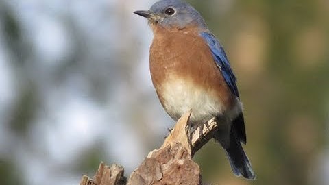 Monitoring Bluebird  Boxes 2012-2020