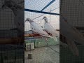 #viruls #love #pigeon #pigeon #kabootarba #kabootarba #bird #bird #kabootar #birdspecies #birdspecie
