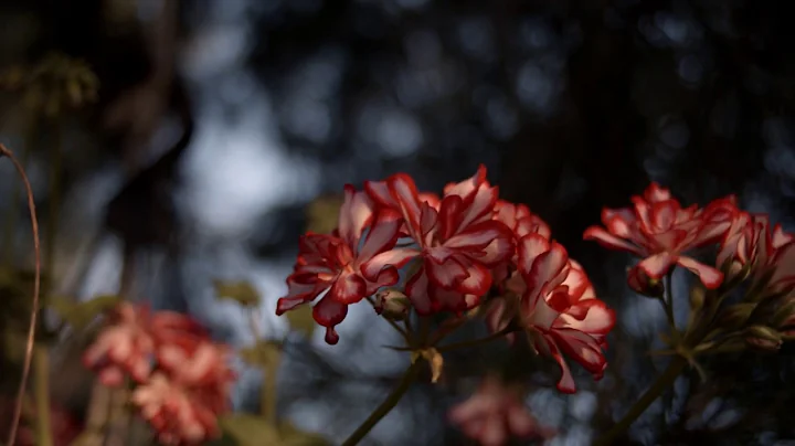 Canon EOS M- Magic Lantern Raw Test