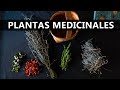 7 plantas medicinales potentes que debes conocer