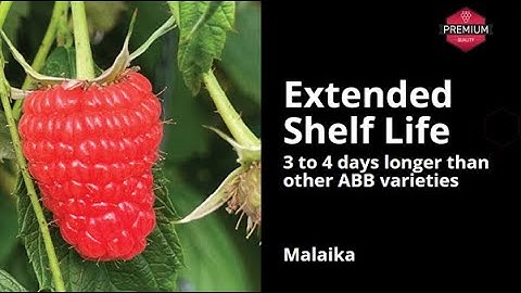 Advanced Berry Breeding | Innovation in Raspberry Breeding