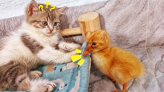 The Mischievous Kitten Knocks Over the Duckling🤣The Playful Kitten & the Adorable Duckling😂So funny! by Pets MaxLy 311 views 1 day ago 4 minutes, 5 seconds