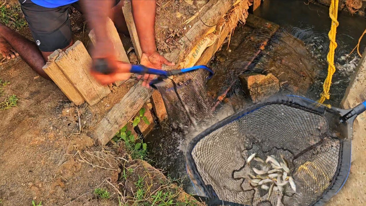 വേനൽ കാലത്ത് മഴ ഒന്ന് നനച്ചാൽ മോട്ടോർ തറയുടെ മുൻപിൻ ഇങ്ങനെ മീൻ വരും 