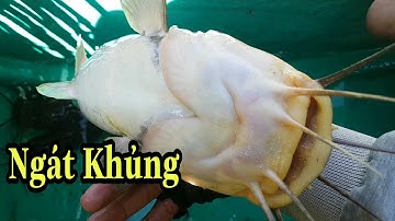 #99|Điểm C.ấm Câu"CÁ NGÁT"Mới Lên Hàng Khủng | Sự Cần Giờ