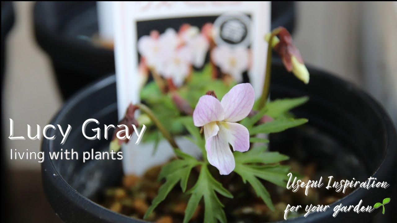 花便り】希少種のスミレや横山園芸さんのクリスマスローズ、シックな