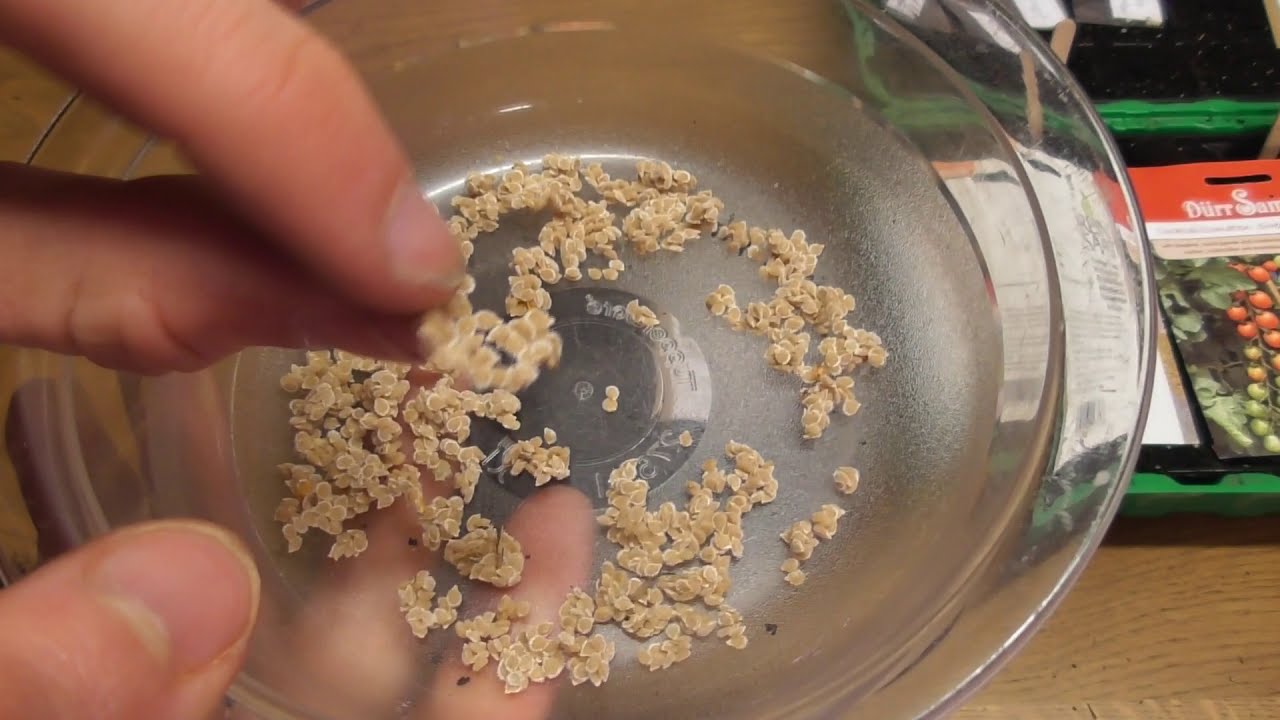 Tomaten Aussaat 2019🍅 Berner Rose - Tigerella🌱