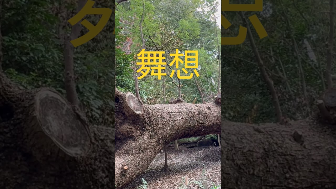 平野陽平/舞想