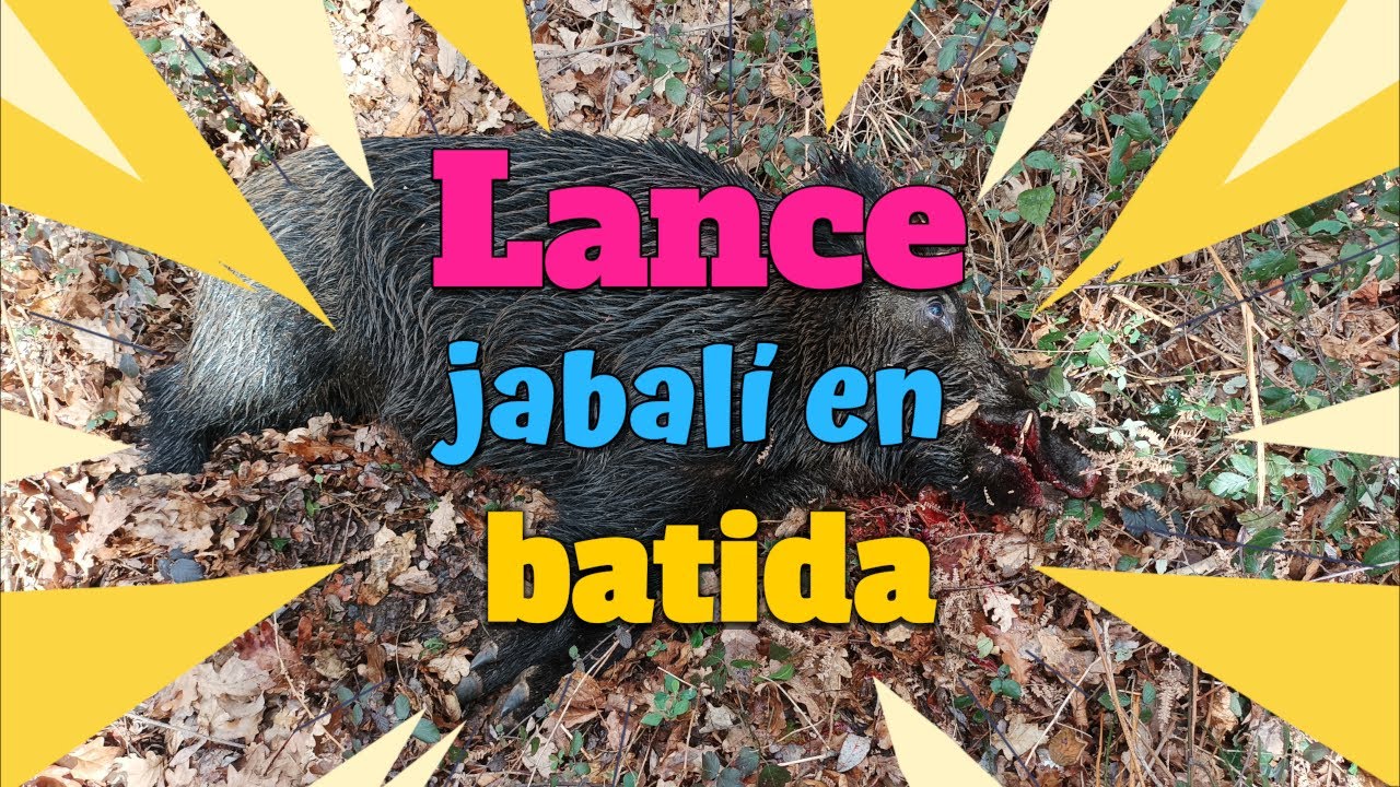 Lance a jabalí en batida YouTube Lance a jabalí en batida YouTube