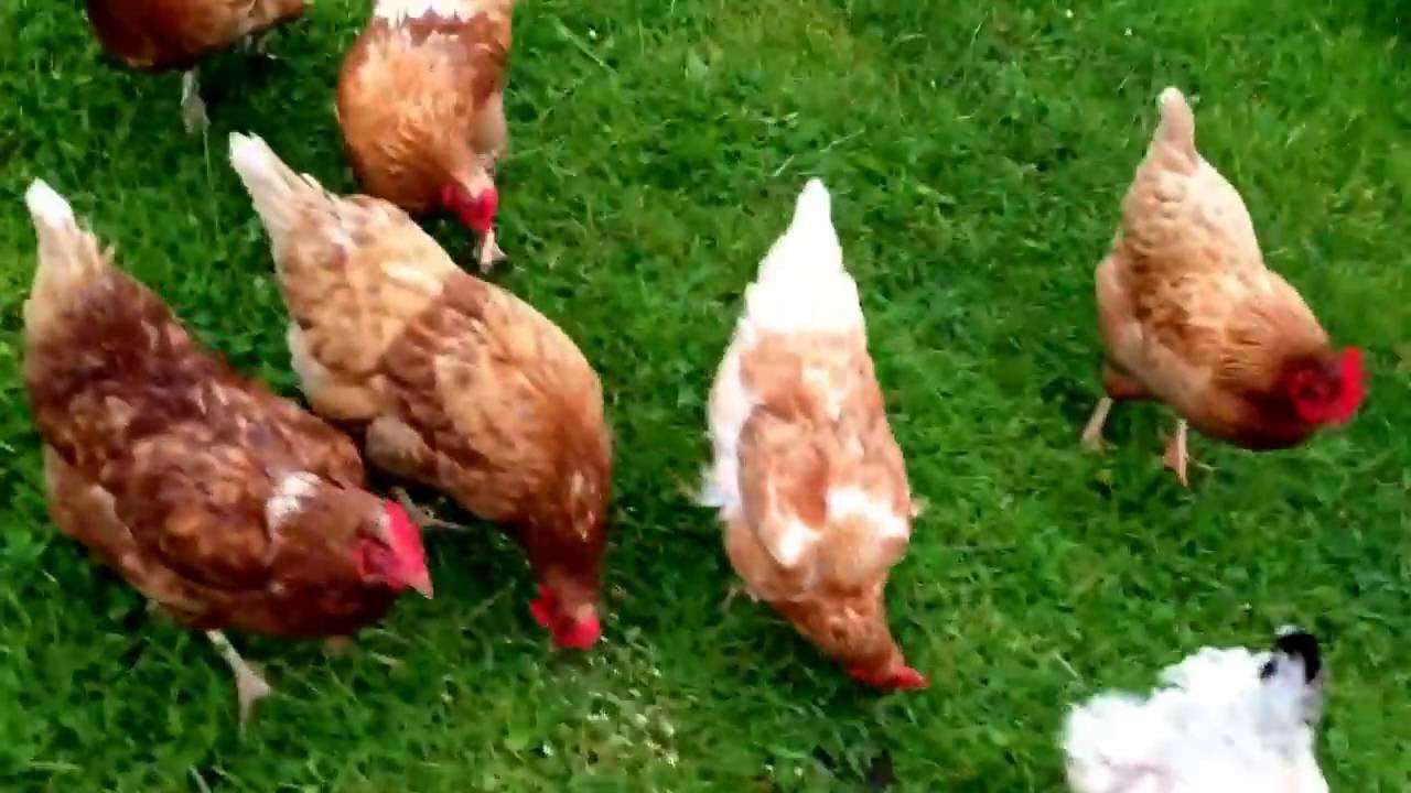 Chicken rush and my evening chores - YouTube