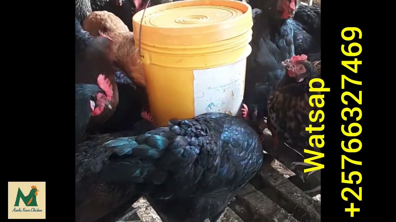 Nivyiza Kumenya Ibihe, Ningene Woza Urakingira Inkoko bivanye nibihe Irwara Zikarira