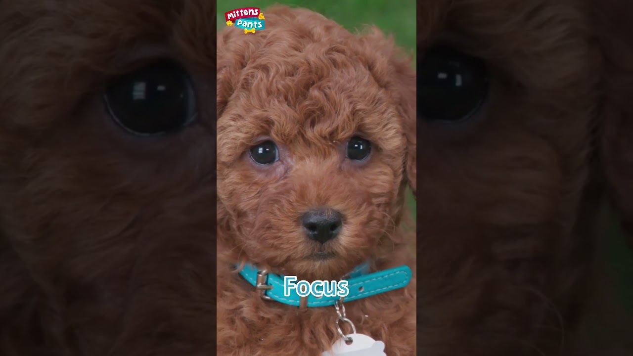 Adorable Dog Struggles To Focus 🤣 - Funny Animals 