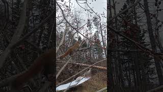 #creatorsjourney #squirrel #memoriesmade #wildlife #camplife #campfiremagic #novascotia #smile