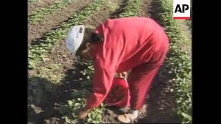 MEXICO: STRAWBERRY GROWERS ANGERED OVER HEPATITIS ALLEGATIONS