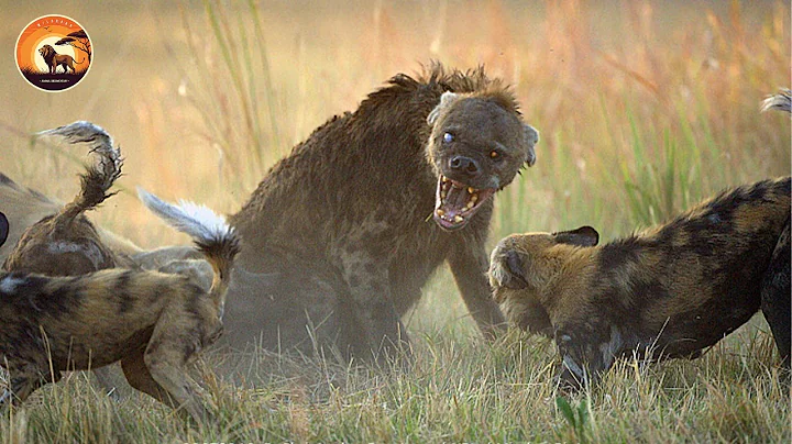Hyenas’ Tragic Encounters with Deadliest Predators on Savannah | Wild Animals