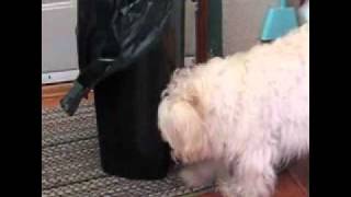 Doggie-sodes #3 The Mystery Beneath The Garbage Can!