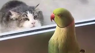 When Your Cat Is Completely Obsessed With His Bird Friend🐱 by Little Love  14,218 views 1 month ago 10 minutes, 45 seconds