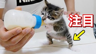 必死に哺乳瓶に攻撃をする子猫の足に注目w
