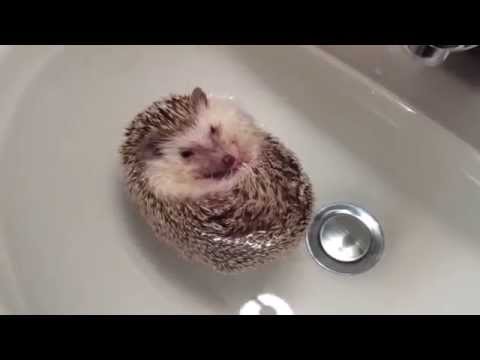 Video: Hedgehog Ya Nanophyton