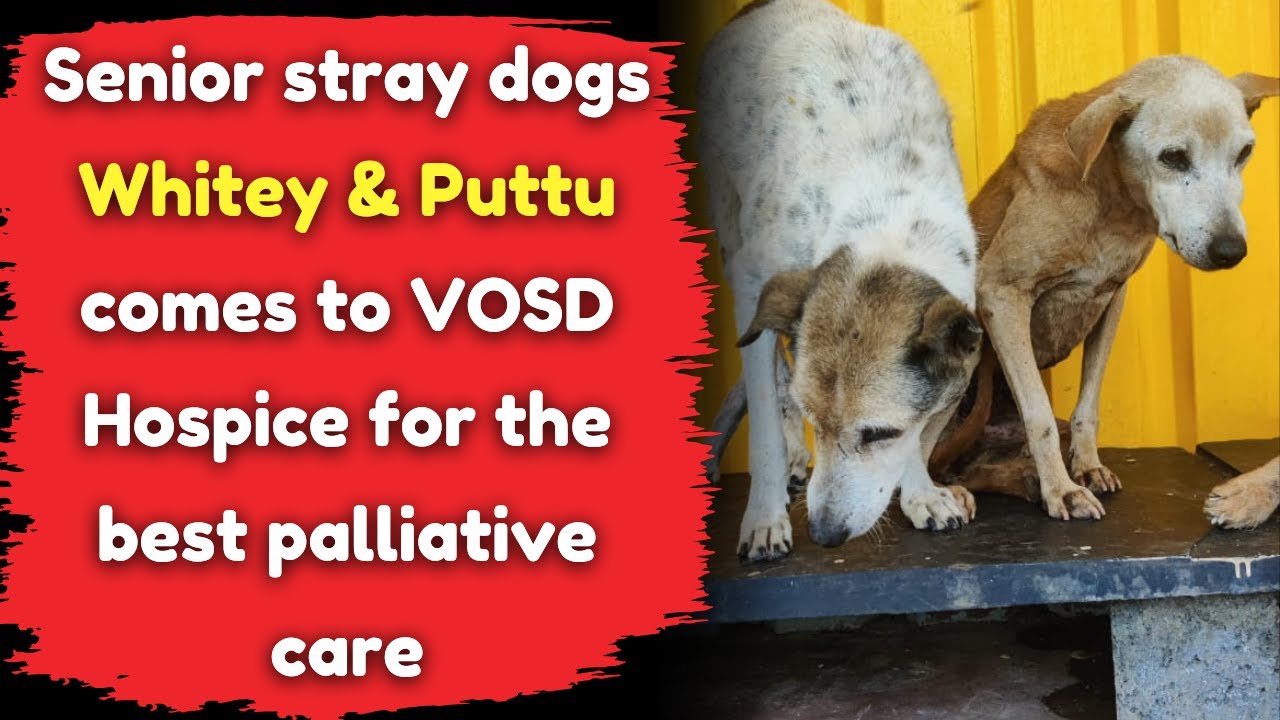 Senior stray dogs come to VOSD Hospice for the best palliative care ...