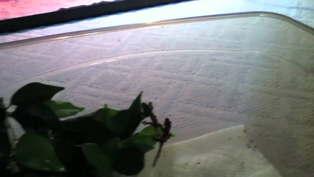 geckos for sale Mystery clutch!