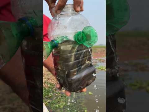 Unique Fishing Trap #shorts