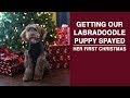 Getting Our Labradoodle Puppy Spayed | Puppy's First Christmas