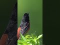 Orchard Oriole