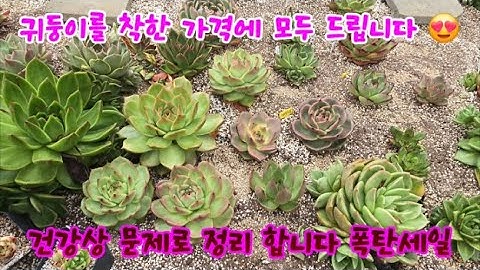 💝판매종료💝 건강상 이유로 정리 합니다 이쁜이 귀둥이 거둥이 특이종 선별종자 대방출 최대 85%할인판매 많은참여 바랍니다 😍