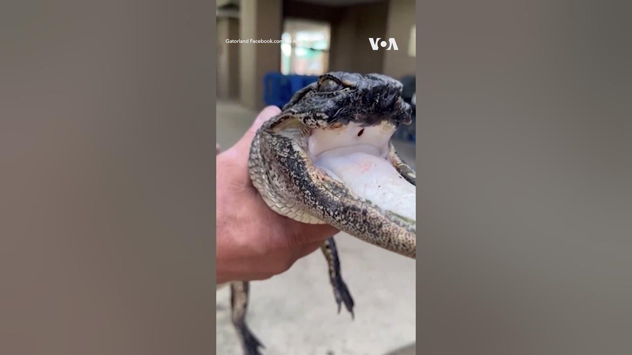 Florida Reptile Park Rescues Alligator with Missing Nose and Jaw 