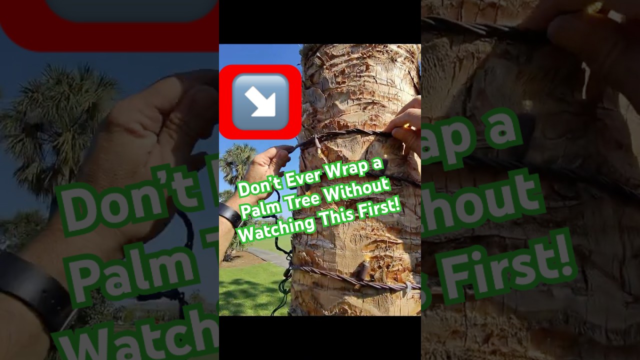 🚨 Don’t Ever Wrap a Palm Tree Without Watching This First! 🌴💡