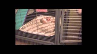 A way to stop your hamsters from biting the bars.