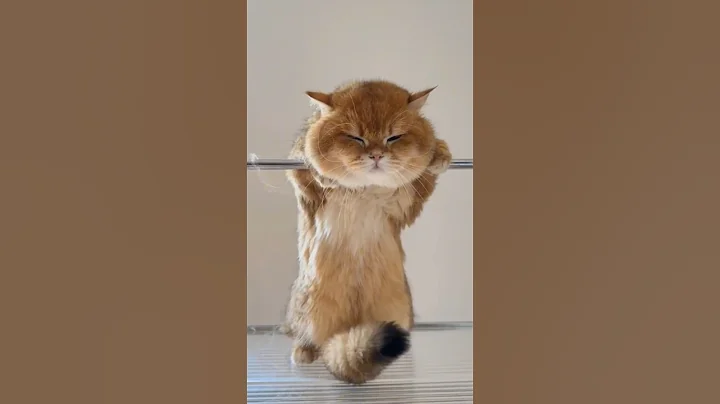 Watch the video about Cute lazy cat #shorts #funny #viralvideo