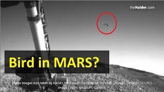 bird mars nasa ufo