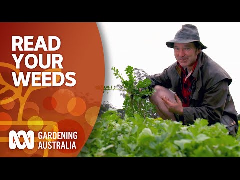 Read your weeds | Gardening 101 | Gardening Australia