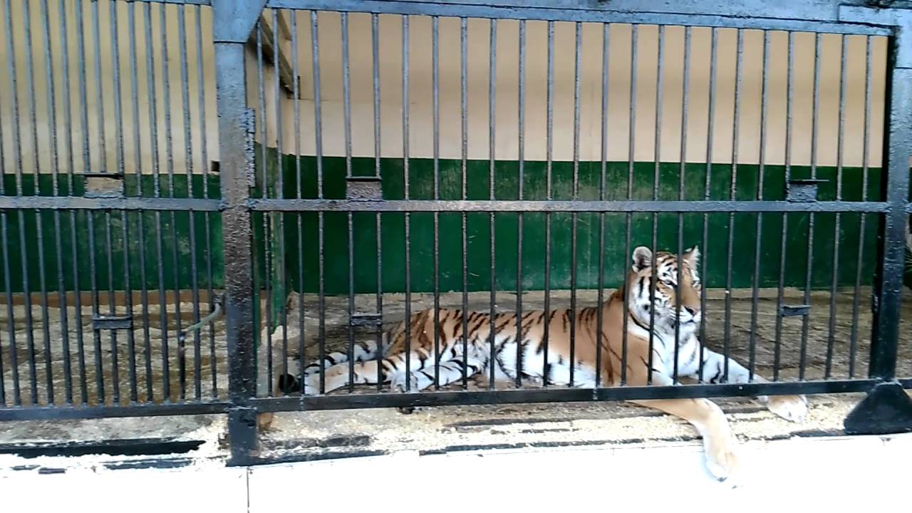 Зоопарк в таганроге Зоопарк в таганроге