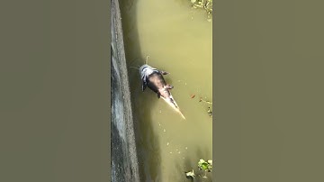 Tiếc cho em Hồng Vỹ - Phractocephalus hemioliopterus #cauca #shots