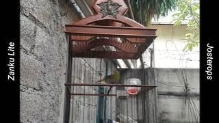 MASTERAN DAN PANCINGAN PLECI BUXTONI CEPAT MASUK MATERI... 2 IN 1
