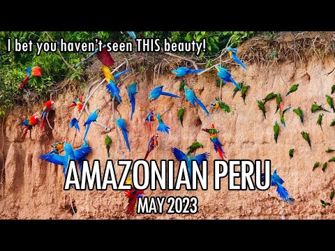 4K Amazonia - Peru, Tambopata & Manu national park