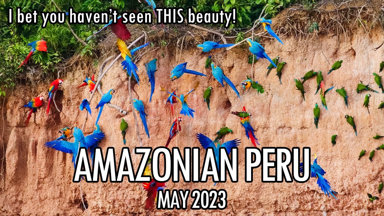 Peru Amazonia Road Trip: Tambopata & Manu National Parks Road Trip ...
