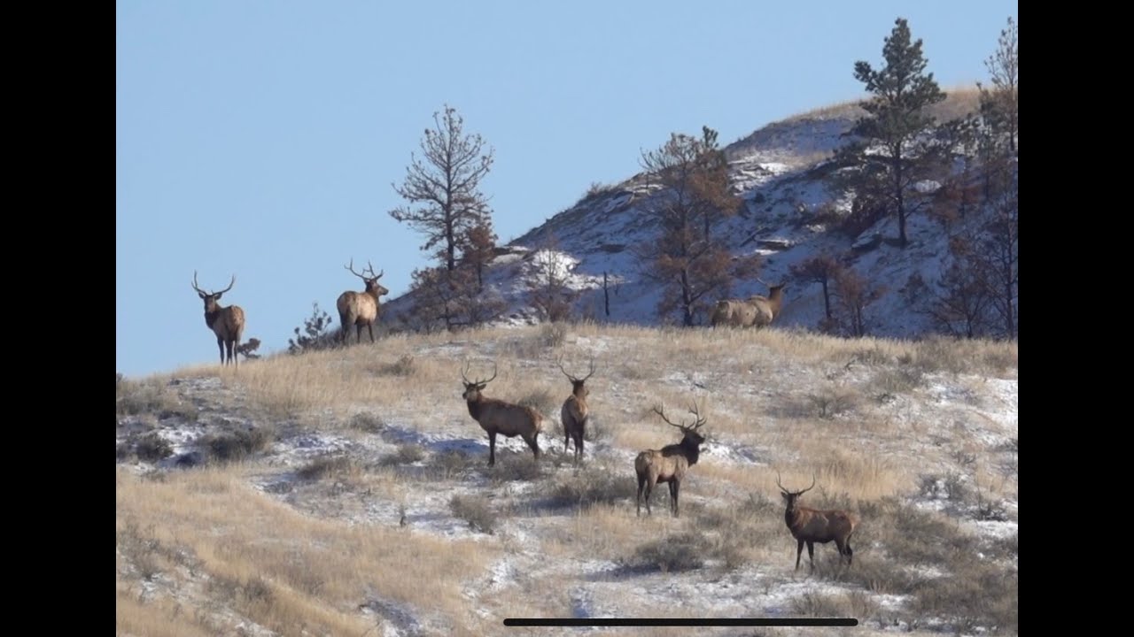 Late Season Montana Elk Hunt (Missouri River Breaks) 