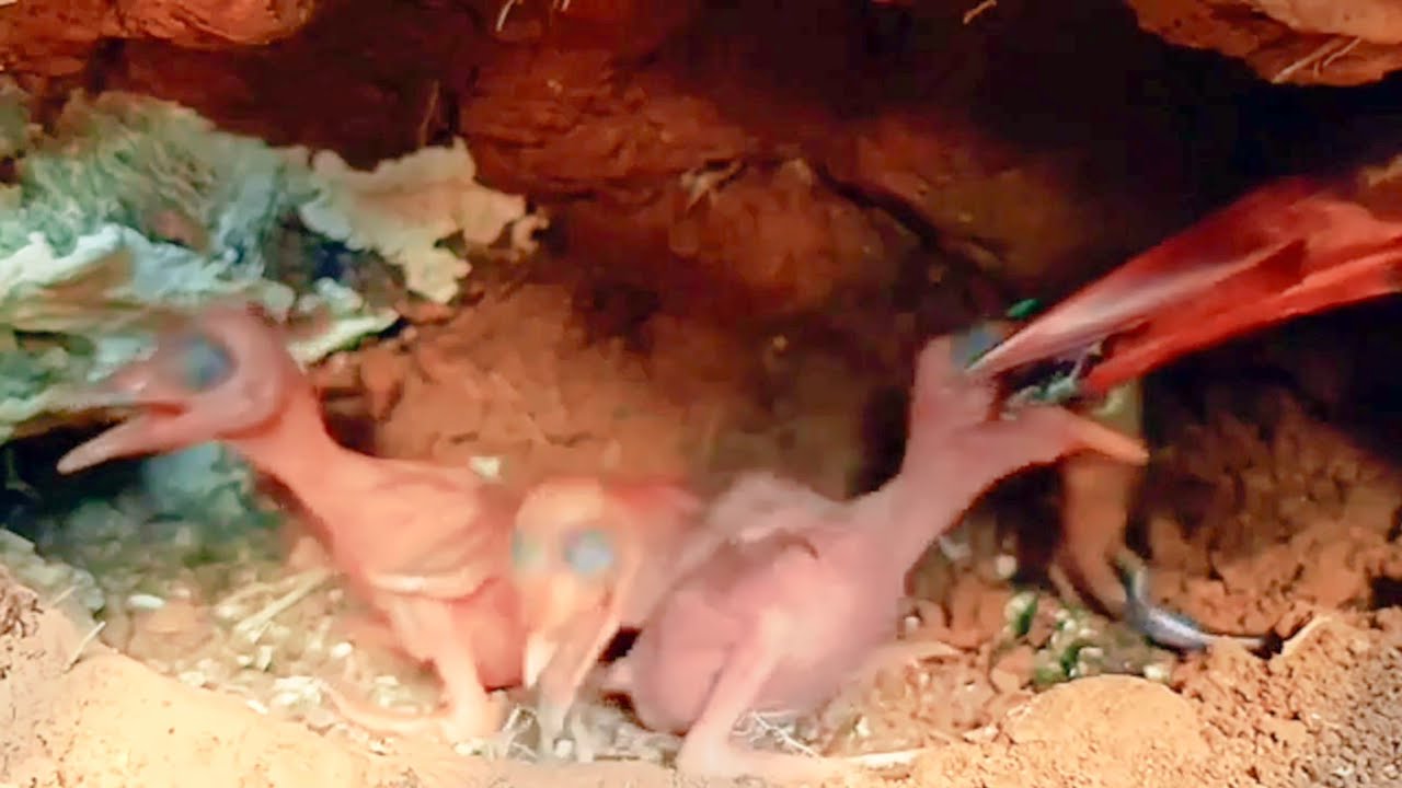 Эти молодые птицы очень прожорливы. То, что приносит их мать, они проглатывают, даже если задыхаются