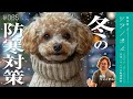【冬の防寒対策】愛犬に最適な温度の見つけ方を公開!事故から守るお留守番の秘策【獣医師ツジノボル】