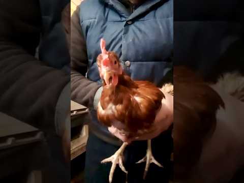 Как проверить НЕСУШКУ, несётся или нет #shorts #несушки #яйценоскость