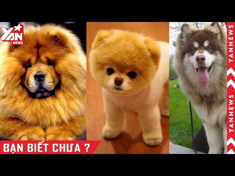 Video: Những Giống Chó Dễ Thương Nhất Là Gì?