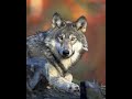 Hypnose transpersonnelle 30  vies de plante poisson et loup lgret joie nature famille