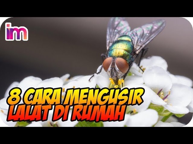 Cara mengusir lalat kandang sapi