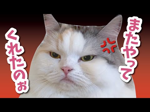 完全に昨日のことを忘れていた飼い主にブチギレる猫【関西弁でしゃべる猫】