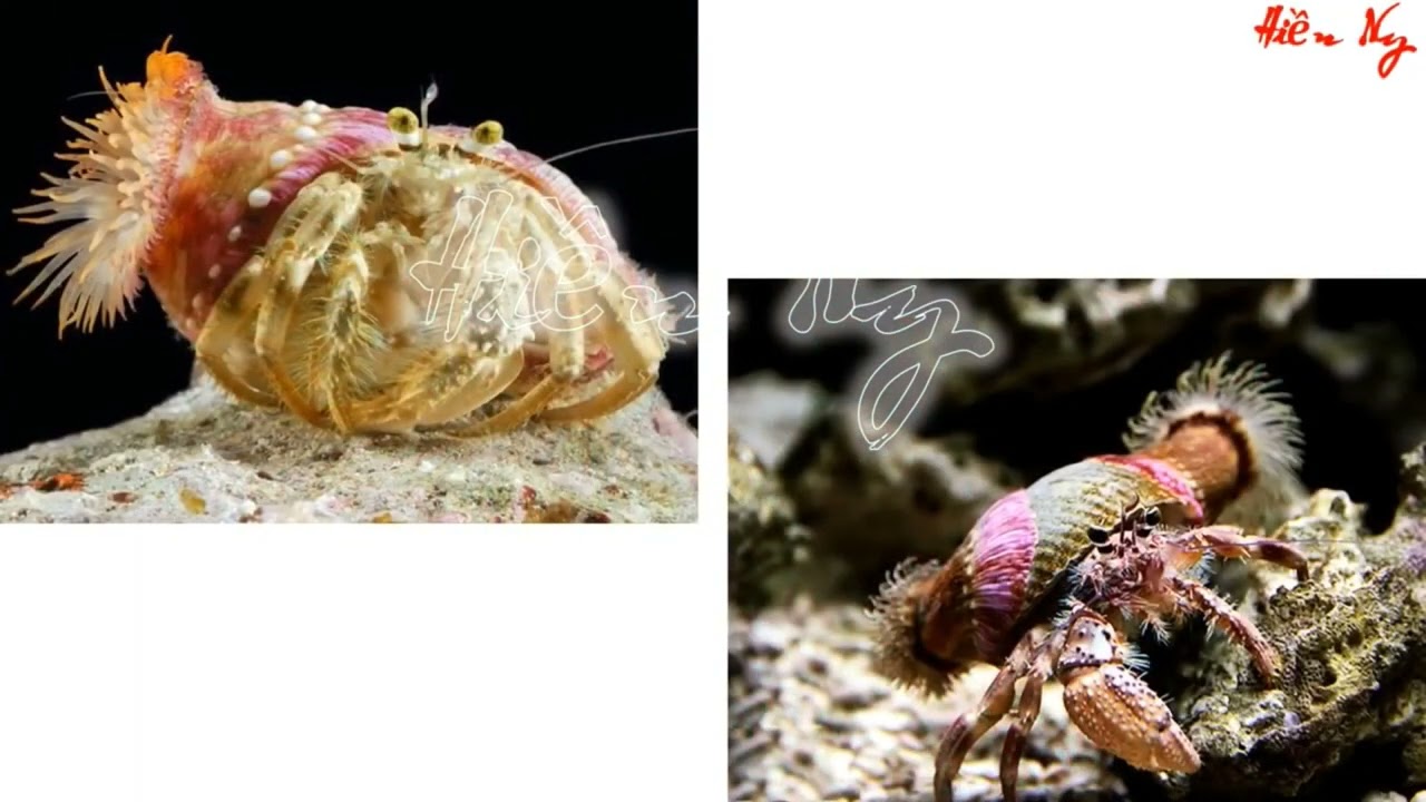 FULL BÀI 31: ĐỘNG VẬT- KHOA HỌC TỰ NHIÊN 6 - CHÂN TRỜI SÁNG TẠO